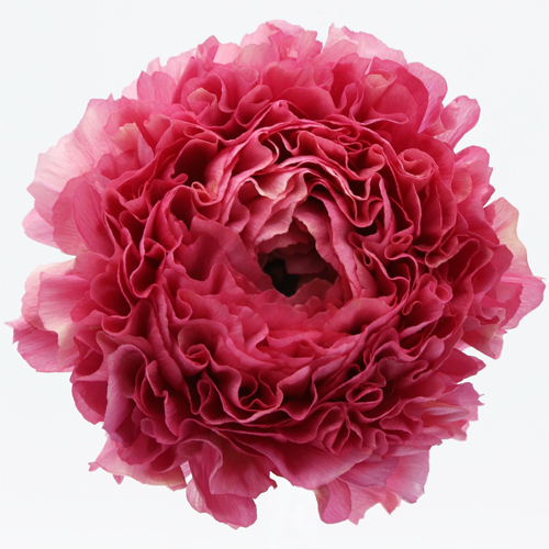 Product profile - Ranunculus | Coloríginz